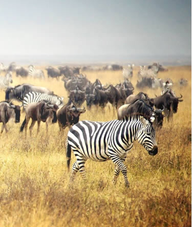 Tour a CLASSIC SAFARI MIGRACIONES Y ETNIAS 4X4 | Tanzania en Español 2026-2027