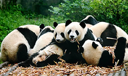 Viajes a PEKÍN Y SHANGHÁI 2026 en español | Agencia de Viajes Festival