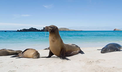 Viajes a QUITO Y GALAPAGOS 2025 en español | Agencia de Viajes Festival