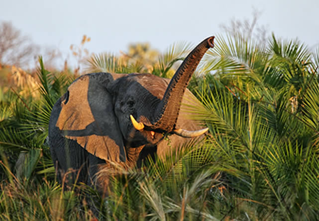 foto del tour a botswana en español 2024-2025