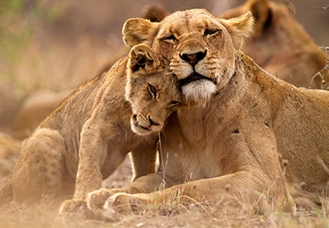 foto del tour a kenia  en español 2024-2025